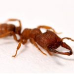 Ποια τσίτα; Το μυρμήγκι «Δράκουλας» κατέχει πλέον το ρεκόρ του ζώου με την πιο γρήγορη κίνηση στη φύση: Οι δαγκάνες του κινούνται με 320 χιλιόμετρα την ώρα!