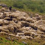 Κτηνοτροφία : Μεγάλο πλήγμα για την αιγοπροβατοτροφία