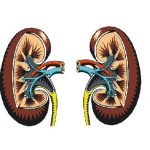 H ανακάλυψη 35 γονιδίων κινδύνου φωτίζει το γενετικό υπόβαθρο της χρόνιας νεφρικής νόσου