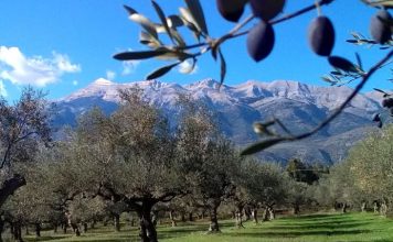 ελιές Καλαμών 5