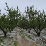 Ενημέρωση- Πορίσματα ΕΛΓΑ για ζημιές από χαλάζι σε Κοπανό, Λευκάδια, Μαρίνα, Πολλά Νερά