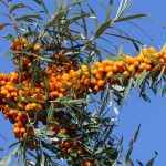 Θεσσαλονίκη: Μπάρες δημητριακών με ιπποφαές μέσω τεχνολογιών γεωργίας ακριβείας από το Τμήμα Γεωπονίας του ΑΠΘ