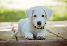 Παγκόσμια Ημέρα Αδέσποτων Ζώων: Μην αγοράζεις, υιοθέτησε