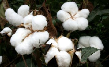 Θετικές οι πρώτες ενδείξεις για την παραγωγή βαμβακιού το 2026 – Ευ. Φωτεινός: Καλή η ποιότητα αλλά προβληματισμός για τις τιμές Βαμβάκι