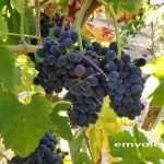 Συμπλήρωση και υποβολή ΔΗΛΩΣΕΩΝ ΣΥΓΚΟΜΙΔΗΣ σταφυλιών οινοποιήσιμων ποικιλιών αμπέλου για το έτος 2023