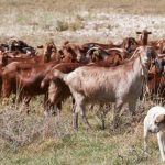 Μιχαηλίδης Δημήτριος: Happy Goats, happygoats.eu … χαρούμενο κοπάδι