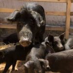 Τμήμα Κτηνιατρικής της ΠΕ Ημαθίας: Σχετικά με την εξέλιξη της Αφρικανικής Πανώλης των χοίρων