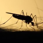 Θεσσαλονίκη: Μεγαλύτερη όχληση από τα κουνούπια αναμένεται λόγω των βροχοπτώσεων του Απριλίου