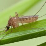 ΕΟΔΥ: Συνολικά 143 κρούσματα και 19 θάνατοι από τον ιό Δυτικού Νείλου