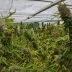 Υγεία: Αυξημένος ο κίνδυνος στεφανιαίας νόσου για όσους κάνουν συχνή χρήση κάνναβης, σύμφωνα με αμερικανική έρευνα