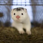 Κοζάνη: Δεν έχουν εντοπιστεί φαινόμενα επικίνδυνων μεταλλάξεων στα γουνοφόρα ζώα