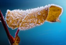 Δ. Νάουσας: Κοινοποίηση πορισμάτων παγετού Μαρτίου 2025 σε Κοπανό και Λευκάδια