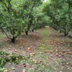 Ενημέρωση για πορίσματα ζημιών σε καλλιέργειες σε Επισκοπή, Κοπανό, Λευκάδια, Μαρίνα, Πολλά Νερά