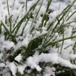 Πορίσµατα εκτίµησης ζηµιών από την Ανεμοθύελλα της 10ης Ιουλίου 2019 και τον Παγετό της 17ης Μαρτίου 2020