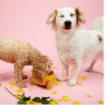 Από παρατημένος μέσα σε σακί, γιγαντοαφίσα στο Λονδίνο. Η παραμυθένια ζωή του τετράποδου Σταύρου