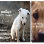 Συγκεκριμένες προτάσεις από το Πράσινο Κίνημα για τα αδέσποτα ζώα, με αφορμή τη σημερινή Παγκόσμια Ημέρα