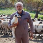 Μαρκόπουλο Αττικής – Ο κτηνοτρόφος Παναγιώτης Μπαγλατζής επιμένει ελληνικά και παραδοσιακά – βίντεο- φωτο