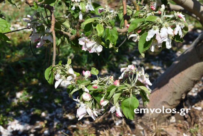 Καταστροφές-από-χαλάζι-(5)