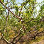 Ζημιές στις καλλιέργειες από τον παγετό – Ανακοίνωση Αγροτικών Συλλόγων Πέλλας & Ημαθίας