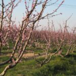 Θεσσαλονίκη: Μεγάλες οι ζημιές στις αγροτικές καλλιέργειες Πέλλας και Ημαθίας, λόγω παγετού