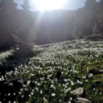 Παιώνιες Κράστας Σάββατο 8/5/2021, 11.00 π.μ Γιαννακοχώρι Νάρκισσοι Κουτσούφλιανης 16/5/2021,11.00 π.μ στο Λιβάδι Με το SOS Βέρμιο