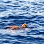 Θεσσαλονίκη: Νεκρή χελώνα καρέτα καρέτα στις εκβολές του Λουδία