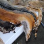 Ισραήλ: Το Ισραήλ, η πρώτη χώρα που απαγορεύει το εμπόριο γούνας ζώων για τη μόδα