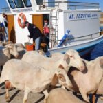 Κτηνοτροφία: Θαλασσινό ταξίδι με πρόβατα και κτηνοτρόφους στη Ρήνεια Μυκόνου – βίντεο