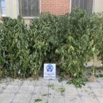 ΕΛ.ΑΣ: Από αστυνομικούς του Αστυνομικού Τμήματος Παιονίας συνελήφθη ένας ημεδαπός για καλλιέργεια κάνναβης