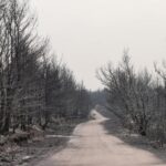 ΠΡΑΣΙΝΟ ΚΙΝΗΜΑ: Δημιουργούμε «Παρατηρητήριο για την Αποκατάσταση των Καμένων»