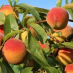 Αποζημιώσεις για Ροδάκινα (Επιτραπέζια και Μεταποίησης), Βερίκοκα και Νεκταρίνια Μέσω De Minimis – Δέσμευση Αναγκαίων Ποσών