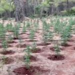 ΕΙΔΗΣΕΙΣ ΣΕ ΒΙΝΤΕΟ: Εντοπίσθηκε φυτεία δενδρυλλίων κάνναβης σε δασώδη περιοχή στα Βίλια Αττικής
