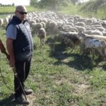 Αλεξάνδρεια: Επίθεση λύκων σε κοπάδι μια ανάσα από την πόλη – βίντεο – φωτο