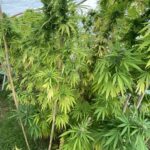 Μάλτα: Η χώρα θα γίνει η πρώτη στην Ευρώπη που θα επιτρέπει την περιορισμένη καλλιέργεια και κατοχή κάνναβης για προσωπική χρήση