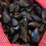 Χαλάστρα: Τα μύδια Χαλάστρας-Κυμίνων θύματα της κλιματικής αλλαγής