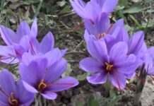 Κοζάνη: Χαμηλές και φέτος οι προσδοκίες για την φετινή παραγωγή κρόκου- Συμπλήρωμα διατροφής με κρόκο σύντομα στα φαρμακεία