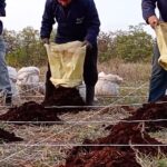 Θεσσαλονίκη: Έβαλαν το στάρι στον καφέ ως καλαμάκι και τώρα βάζουν τον καφέ στο χωράφι με το στάρι ως λίπασμα