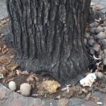 Θεσσαλονίκη: Οι καιρικές συνθήκες έφεραν «επέλαση» μανιταριών στην πόλη