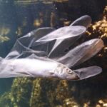 Σχεδόν 26.000 τόνοι έξτρα πλαστικών αποβλήτων λόγω της πανδημίας Covid-19 ήδη έχουν καταλήξει στις θάλασσες του πλανήτη