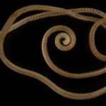 Επιστήμη: Ανακαλύφθηκε ένα ζώο του «κάτω κόσμου» με 1.306 πόδια, τα περισσότερα από οποιοδήποτε άλλο, το οποίο πήρε το όνομα της Περσεφόνης