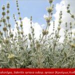 Θεσσαλονίκη: Μαλοτήρας, δίκταμο κι άλλα τρία σπάνια ενδημικά φυτά της Κρήτης μπαίνουν στο «αυλάκι» της συστηματικής καλλιέργειας