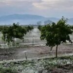 Έως τις 20 Δεκεμβρίου οι ενστάσεις για τον παγετό της 28ης Μαρτίου στις Κοινότητες Πλατέος και Κεφαλοχωρίου