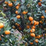 Ρωσία: Ανεστάλη η εισαγωγή αγροτικών προϊόντων από ορισμένους Τούρκους και Ιρανούς παραγωγούς