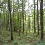 Επιστήμη- Περιβάλλον: Τα ορεινά δάση χάνονται με επιταχυνόμενους ρυθμούς, θέτοντας σε κίνδυνο τη βιοποικιλότητα