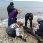 Εκβρασμός Ζωνοδέλφινων στο ΒΑ Αιγαίο