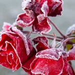 Πώς να προστατέψετε τα πολύτιμα φυτά σας από τον παγετό