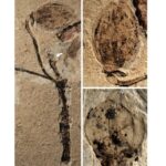 Επιστήμη: Ανακαλύφθηκε στην Κίνα το αρχαιότερο στον κόσμο απολιθωμένο μπουμπούκι λουλουδιού ηλικίας 164 εκατομμυρίων ετών