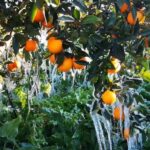 Πορίσματα εκτίμησης ζημιών από τον παγετό της 21ης Μαρτίου 2022 στις καλλιέργειες της Δ/Κ Αλεξάνδρειας και της Δ/Κ Κορυφής