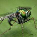 Θεσσαλονίκη: Η κλιματική αλλαγή μπορεί να επαναφέρει στο προσκήνιο τα εντομοκτόνα – Εξήντα είδη νέων εντόμων «μετανάστευσαν» στην Ελλάδα μέσα σε 20 χρόνια