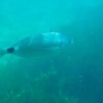 Ανακαλύφθηκαν υποθαλάσσια μικρόβια που παράγουν οξυγόνο σε βαθύ σκοτάδι χωρίς φωτοσύνθεση χάρη σε άγνωστο βιολογικό μηχανισμό